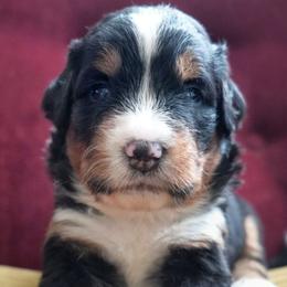 Etienne - Tri-color male Bernedoodle puppy in Folsom, Louisiana from DoodlesFarmCo