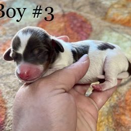 Boy 3 - Piebald Dachshund puppy in Deming, New Mexico from FoxieDoxies of New Mexico
