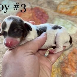 Boy 3 - Piebald Dachshund puppy in Deming, New Mexico from FoxieDoxies of New Mexico