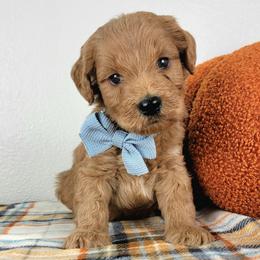 August - Red male Bernedoodle puppy in Temecula, California from Oodles O'Doodles