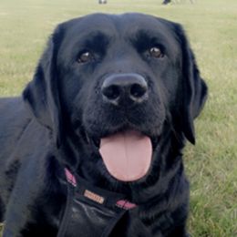 Labrador Retrievers from Stonecrest Labrador Retrievers