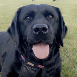 Labrador Retrievers from Stonecrest Labrador Retrievers