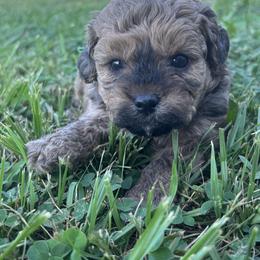 Hardy - Green - Brown male Shihpoo puppy in Gay, Georgia from That’s My Puppy