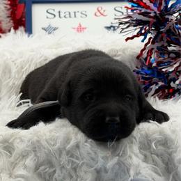 Gray - Black male Labrador Retriever puppy in Heath Springs, South Carolina from Rich Hill Retrievers