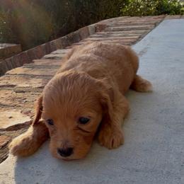 Girl 6 - Red  female Goldendoodle puppy in Meridian, Mississippi from Magnolia Poodles and Doodles