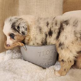 Baby Ruth - Blue merle female Miniature Australian Shepherd puppy in Logansport, Indiana from Sandy Hill Farm Aussies, LLC