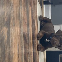 Dilute Retriever and Labrador Retriever Puppies from Clear Creek Kennels