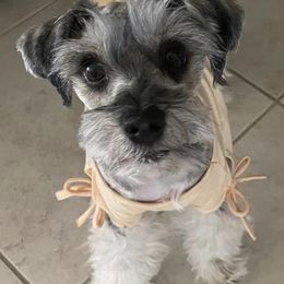 Miniature Schnauzers from Bryant Miniature Schnauzers