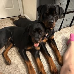 German Shepherd, Pembroke Welsh Corgi, and Rottweiler Puppies from Blitzenhaus Working Dogs