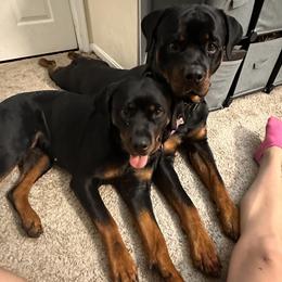 German Shepherd, Pembroke Welsh Corgi, and Rottweiler Puppies from Blitzenhaus Working Dogs