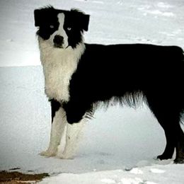 Evie - Miniature Australian Shepherd