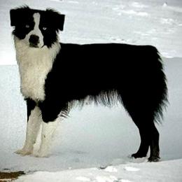 Evie - Miniature Australian Shepherd
