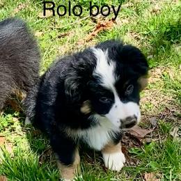 Rolo - Black tri male Miniature American Shepherd puppy in Harmony, North Carolina from Carolina Pride Miniature American Shepherds