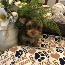 Yorkshire Terrier Puppies from Happy Days Acres and Yorkies