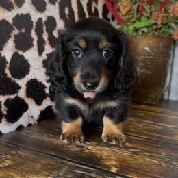 Sailor - Black and tan male Dachshund puppy in Floresville, Texas from Muddy River Dachshunds