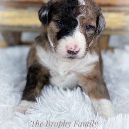 Aussiedoodle and Australian Shepherd Puppies from Dunroamin Farms Australian Shepherds and Aussiedoodles