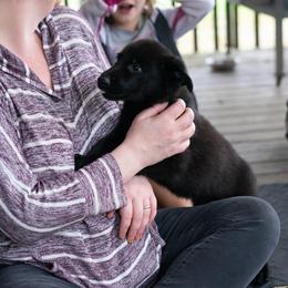 German Shepherd Puppies from Zwinger Vom Rabenauge