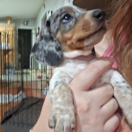 Lucky - Piebald male Dachshund puppy in Surprise, Arizona from Co-Co's Doxies