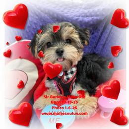 Sir Barkley - White male Maltese puppy in Silverhill, Alabama from Malteseuluv’s Tiny Treasurers