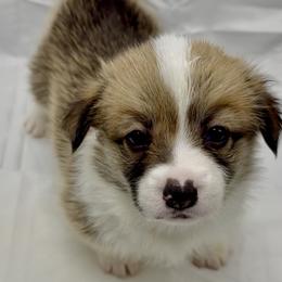 Pembroke Welsh Corgi Puppies from Crown Legacy Pembroke Corgis