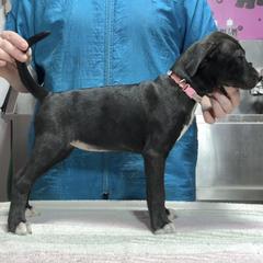 Pink Collar Female - Brindle female Mountain Cur puppy in Georgetown, Ohio from Walnut Ridge Mountain Curs