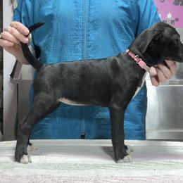 Pink Collar Female - Brindle female Mountain Cur puppy in Georgetown, Ohio from Walnut Ridge Mountain Curs