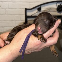 Iris - Phantom female Poodle puppy in Prosperity, Pennsylvania from Stelladoodles & Company