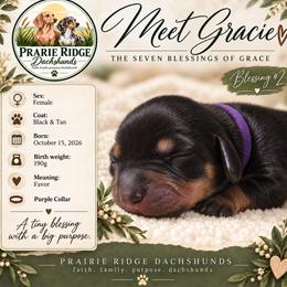 Gracie - Black and tan female Dachshund puppy in Firesteel, South Dakota from Prairie Ridge Dachshunds