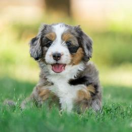 Windom - female Australian Mountain Doodle puppy in Cortez, Colorado from Sassy Pants Pups