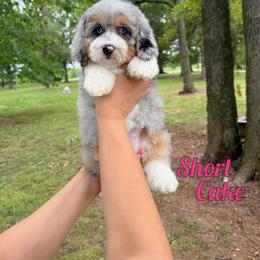 Shortcake - Merle female Bernedoodle puppy in Mount Vernon, Missouri from PoodlelyDoodlely