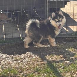 David - Black and white male Pomsky puppy in Bucyrus, Missouri from Hill Top Pomskies