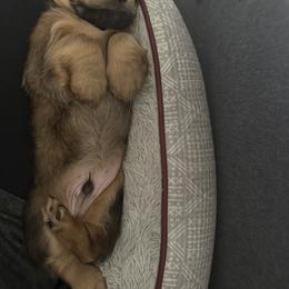 Brown - Sable male Dachshund puppy in Conroe, Texas from Kimberly's Dachshunds