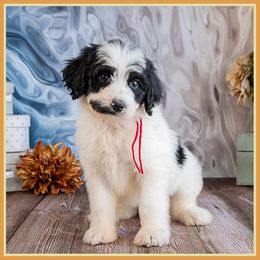 Chevron - Black male Bernedoodle puppy in Connersville, Indiana from Deaz Doodle Ranch