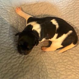 Citrine - Black white and tan male Rat Terrier puppy in Savoy, Texas from Rockin EZ Rat Terriers