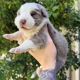 Izzy panda female - Panda female German Shepherd puppy in California from Singleton Shepherds