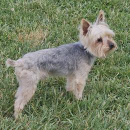 Yorkshire Terrier puppies from Royal Kennels