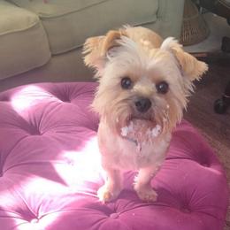 Gracie - Shorkie
