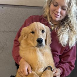 Australian Shepherds and Golden Retrievers from Windust Kennels