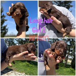Dachshund Puppies from DNP Doxies
