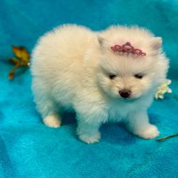 Pearl - White female Pomeranian puppy in Green Cove Springs, Florida from Natasha's Ark of Joy