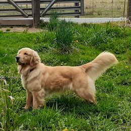 Sam - Golden Retriever