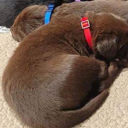 Labrador Retriever Puppies from PSJ Puppies, Holistic Pet Foods