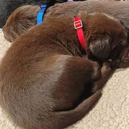 Labrador Retriever Puppies from PSJ Puppies, Holistic Pet Foods