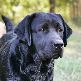 Molly - Labrador Retriever