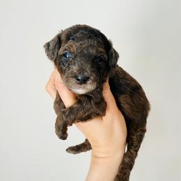 Merle - Merle male Goldendoodle puppy in Auburn, Indiana from Martin’s Doodles
