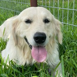 Golden Retriever All Grown Up from NTX Goldens
