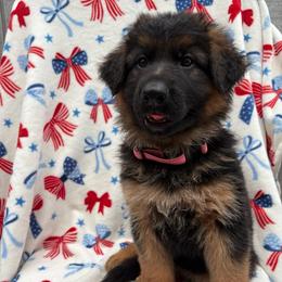 Nehi - Everly - Black and red female German Shepherd puppy in Coplay, Pennsylvania from By My Side Germans Shepherds & Dobermans