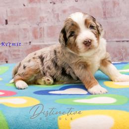Kermit - Blue merle male Aussiedoodle puppy in Kennesaw, Georgia from Distinctive Doodle