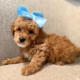 Elsa teal - Red  female Goldendoodle puppy in Shingle Springs, California from Creamy Retrievers