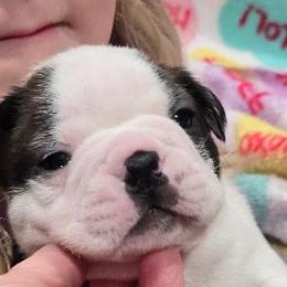 Boston Terriers from Grizzly Bear Bostons